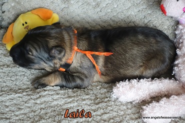 Laila,  grauw Oudduitse Herder teefje van 1 week oud